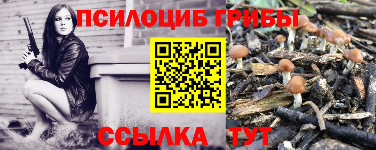 Муравленко  Галлюциногенные грибы Cubensis  Вход с VPN 